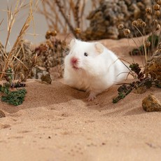 懶懶喵 倉鼠浴砂【沙漠沙】沸石 廁砂 結團除臭 倉鼠廁砂 尿沙 鼠砂 沙鼠 爬蟲類沙，有效去除異味，保持寵物清潔，天然材質安全無毒, 1個, 沙漠沙【結團】, 500g