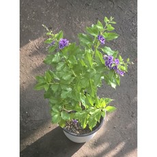 1+1 발렌타인자스민 외목대 핫도그 중품 반려식물 자스민 꽃 향기 꽃, 1개