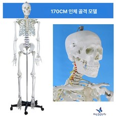 인체해부모형 170cm 교육용 골격 병원 의료 170CM뼈 해골모형, 2. 170CM골격-유신경