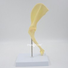 개 골격 모형 송곳니 두개골 치아 해부학 교구 뼈모형 고양이, E. 개 어깨 관절 모형