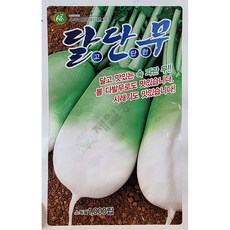 주주씨앗 달단무 씨앗 1000립 / 속파란 무우 씨 종자 설탕무 시래기무 radish seed, 1개