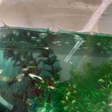 실험 기구 플라스틱 스포이드 3ml 100개 영유아과학교구