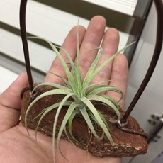 空氣鳳梨噴泉x福果小精靈 木座擺飾 療癒室內裝飾 提升生活品味