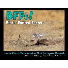 (영문도서)BFFs! Black-Footed Ferrets (Paperback): Love for One of North America's Most End... Paperback, True North Editions, English, 9781943013395
