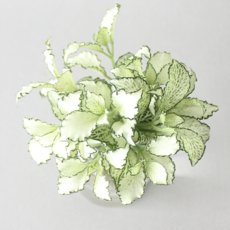 수경 재배 식물 휘토니아 화이트스타 5p 실내 공기정화식물 플랜테리어, 식물단품, 1개