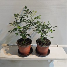 오렌지자스민 소형 1+1 향기나는 식물 (화분받침포함), 1개