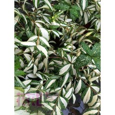 花花世界 襯景植物貓眼星點木 黃道星點木 金道星點木 5-6吋 長20-30cm
