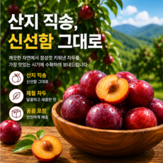 [산지담음] 시장보다 싸고 더 맛있는 노지 대석 자두, 1박스, 중대과 1kg