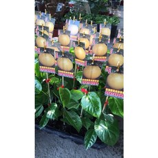 巨無霸黃金百香果 3吋半盆 新品種, 1個