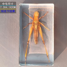 사슴벌레 장식 표본 관찰 곤충 과학 액자 교육용 박제, 독립적 인, 중형 메뚜기