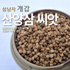 개갑 인삼씨앗 장뇌삼씨앗 산삼 산양삼 묘삼 100g, 1개