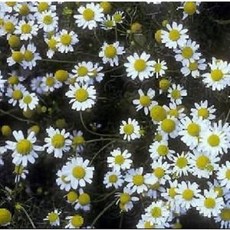 G 허브 카모마일로만 씨앗 0.1g, 1개