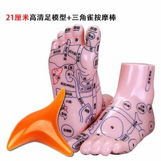 발 경혈 모형 교육 가정용 혈자리 한의원 마사지 모델, 1세트, 21CM 고화질 모델+삼각스틱