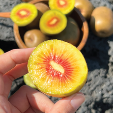 제주 레드키위 고당도 꿀맛 보장 농장 산지직송, 1박스, 3kg 특대과 (100g 이상)