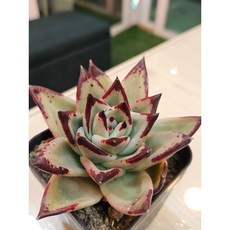 팅커벨 원종애보니, 1개