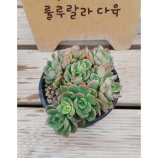 [룰루랄라다육][랜덤]다육식물 홍화장 군생, 1개