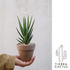 *티에라선인장* 공기정화 음이온방출 식물 트리 스투키 - 토분 3types, 쵸코 토분(받침포함), 1개