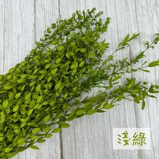 “Be a florist 花藝夢*進口 小尖葉尤加利葉 *原裝把販售* 乾燥花 永生花 不凋花(原裝), 淺綠