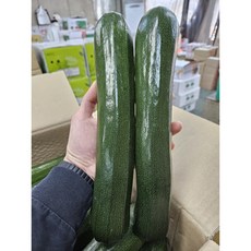 [당일경매] 국내산 주키니 쥬키니호박, 1개, 10kg내외