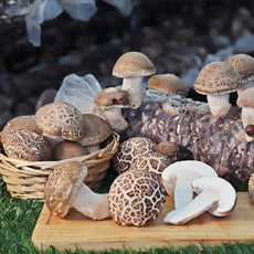 [산지직송 천고송] 당일수확 고송버섯 송화 가정용 무농약 친환경 실속 고급선물용 1kg(프리미엄 선물용 : 특~명품), 1박스, 고송버섯 가정용 고급 실속형1kg