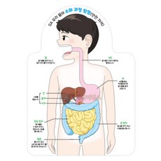 소화과정 모형 만들기 인체 소화기관 이동 원리 학습 교구 1인용 교육완구 과학 관찰, 1개