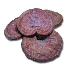 동의한약나라 영지버섯 중국, 1kg, 1개