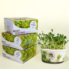 새싹 기르기 세트 친환경 브로콜리 키우기 새싹 재배 세트 키트 수경재배 집에서 가드닝 재배기 베란다, 청경채