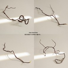 피키피킷 인테리어 조화 조화인테리어, 건조 가지, 1개, 용대추 가지 30-40cm 랜덤