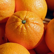 수입과일 네이블 오렌지 5과/개당300g내외 [FD]