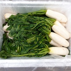 행운 절임알타리 3kg, 1개