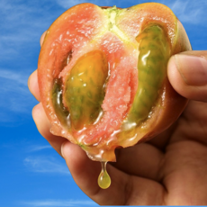 [딱!1주반값] 재구매1위 상콤달콤 국내산 찰토마토, 1개, 3kg