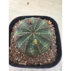 정화다육 다육식물 오베샤