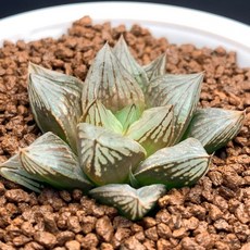 裏般若多肉植物 窗型壽 療癒系盆栽, 1個