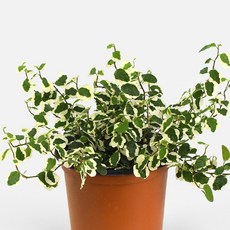 마이플랜트 푸미라 소형 관엽식물, 1개