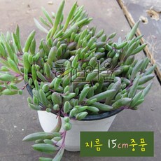 루비목걸이 (루비앤 네크리스) 지름 15cm 중품화분 (좋은흙만 사용한 건강한식물), 1개, 상세페이지 참조
