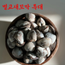 [벌교직송]새꼬막 당일조업 특대 65미 내외 새꼬막 중 초특가, 1박스, 벌교 새꼬막 특대 1kg(65미 내외)