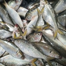 급랭 구이용 전어 1kg, 1개