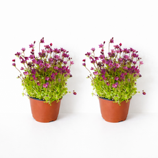 운간초 야생화 꽃모종 천상초 봄꽃 대성식물, 2개, 핑크