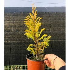 황금편백나무 H50~60cm 6치포트묘 고급조경수 정원 묘목, 1개, 황금편백(H50~60cm)