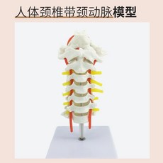 包郵!1比1脊柱模型 人體骨骼模型頸椎骨 胸椎神經腰椎間盤醫用教學模型人體模型 教学 模型 穴位 關節骨架 模具, 1個, 1:1人體頸椎模型