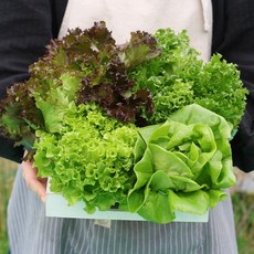 GAP인증 무농약 유러피안 샐러드채소 1kg(3-5종) 당일수확, 상세설명 참조