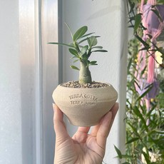 납작 타원토분에 담긴 바오밥 닮은 다육이 석화, 1개, 쵸코 타원납작토분(받침없음)