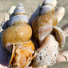 구룡포 생물 백골뱅이 1kg (40~55미) 소소, 1개, 백골뱅이 소소 1kg (60미 이상) 산소포장