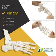발 뼈모형 발목 인대 인체 교구 교육용 전시 병원 과학, D. 모델 d