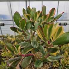 [인지다육] 알젠티아금 꽃피는염좌 다육식물