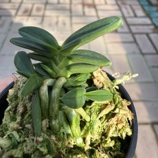 천재 난초 풍란 실내화초 디디플랜트