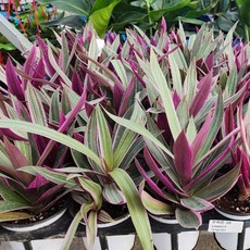 2개발송 묶음발송 부자란 소품 반려식물 10~25cm 28