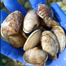 [재구매율1위] 국내산 통통한 활바지락 해수포장 동해안 대왕 사이즈, 1세트, 1kg