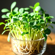 포미식탁 수경재배 GAP인증 무순 150g X 5팩, 없음