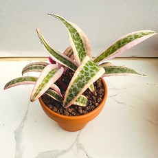 비올라금 농장직송 산아래 다육이 생명력최고 키우기쉬운 공기정화 전자파차단 하월시아 다육 식물 선인장, 럭셔리, 1개